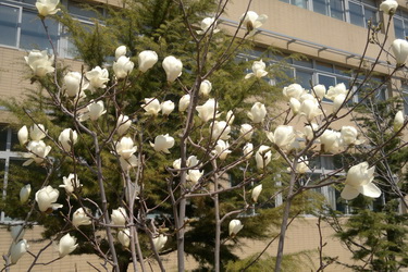 06玉兰花.jpg